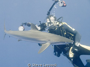 Silky shark gets a lust for our strobes by Steve Laycock 